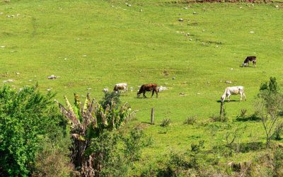 Quand la Ruralité Sauve le Monde : Les Villages Face au Défi Climatique