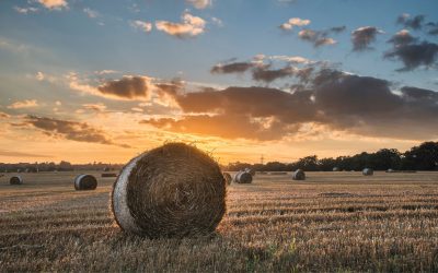 La Magie de la Ruralité : Secrets Méconnus et Mystères Dévoilés