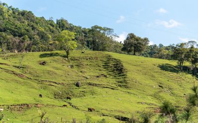 Échappée Belle : Comment la Ruralité s’impose comme le nouvel Eldorado