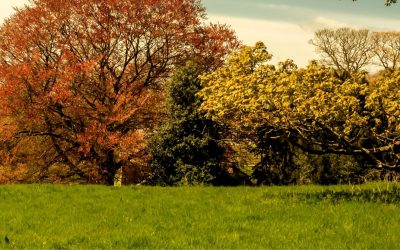 Pourquoi les abeilles préfèrent-elles les villages aux villes ?