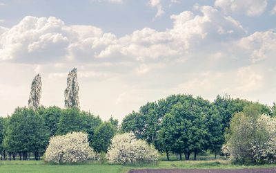 La ruralité high-tech : Quand les campagnes se révoltent sur TikTok