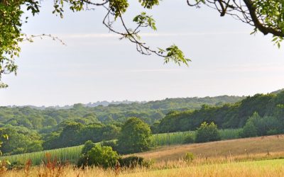 Les Secrets Des Herboristes de Campagne: La Médecine Naturelle à Portée de Main!